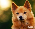 芬兰猎犬如何？芬兰猎犬特性详细介绍