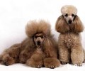 泰迪犬喂养的常见问题都有哪些？