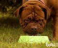 波尔多犬多少钱一只？波尔多犬价钱详细介绍