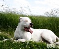 克罗地亚杜高犬多少钱一只？克罗地亚杜高犬价格详细介绍