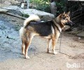 最适合做看门犬的小狗都有哪些？