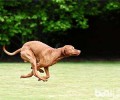 普遍的牧羊犬都有哪些？