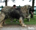 高加索犬多少钱一只？高加索犬价钱汇总