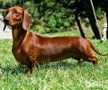 短毛腊肠犬多少钱一只？短毛腊肠犬价格剖析