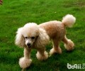 迷你贵宾犬价格是多少？迷你贵宾犬购买方法