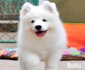 萨摩耶幼犬多少钱一只？萨摩耶幼犬价格行情