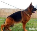 弓背犬是啥犬品种，德牧和弓背犬有什么不同？