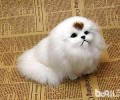 京巴狗特性有什么？
