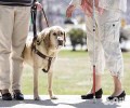 导盲犬价格多少钱，导盲犬多少钱一只？