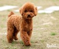 小泰迪体臭的原因有什么？