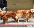 金毛配种的常见问题