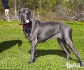 大丹犬性格特征详细介绍