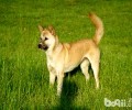 草狗智商低吗？中华田园犬有你永远不知道的优势