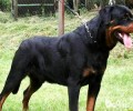 别养罗威纳犬的五大原因