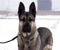 狼青犬如何喂养？狼青犬喂养三大方式详细介绍