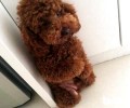 千万不要再让小狗体罚了，处罚小狗的忌讳有什么？