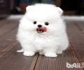 博美犬不可以哪些食物？