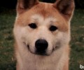 忠犬八公里边的狗，忠犬八公是啥狗？