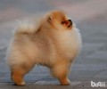 小型犬品种，普遍的小型犬品种都有哪些？