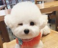 如何给狗狗起名字？狗狗起名的方式