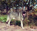 警犬品种有什么？中国警犬品种详细介绍