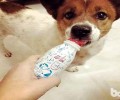 狗狗喝酸奶，狗狗喝酸奶会有哪些不良影响？