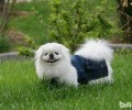 小狗在户外尿尿盯住主人家看的缘故有什么？