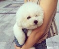 狗狗吠叫如何劝阻？狗狗吠叫缘故有什么？
