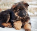 如何帮立耳犬立耳？