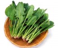 小狗能够 西兰花吗，小狗吃菠菜的好处有什么？