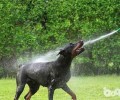 喂养杜宾犬注意事项，喂养杜宾犬的常见问题