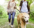老年人犬如何喂养？