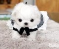 这几类茶杯犬你见过吗？茶杯犬类型详细介绍
