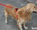 喂养小狗的必不可少用具都有哪些？
