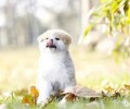 饲养幼狗的方式 ，饲养幼狗的常见问题都有哪些？