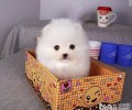幼狗如何饲养？幼犬喂养常见问题