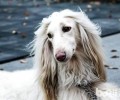 阿富汗猎犬好养吗？阿富汗猎犬喂养方法