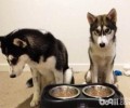 第一次养宠物要提前准备什么？