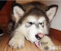 这八种状况下不必狗狗洗澡