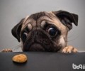 狗狗挑食怎么解决？狗狗挑食改正方式