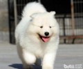 合适公寓楼喂养的小狗有什么？