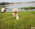 泰迪犬如何喂养最好是？泰迪犬喂养方法