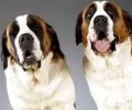 圣伯纳犬淌口水吗？圣伯纳犬为何淌口水？
