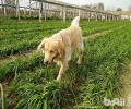 狗狗吃韭菜，小狗能不能吃韭菜？