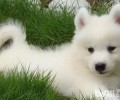 如何不许狗狗怀孕？小狗避孕方法有什么？