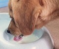 狗狗喝水难题，狗狗喝水基本常识你掌握吗？
