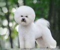 夏天如何吃狗粮？夏天养宠物常见问题有什么？