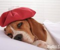 老年人犬喂养常见问题，如何照顾好老年人犬？