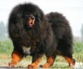 藏獒好养吗？藏獒如何喂养？
