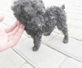 泰迪犬头发稀少该怎么办？